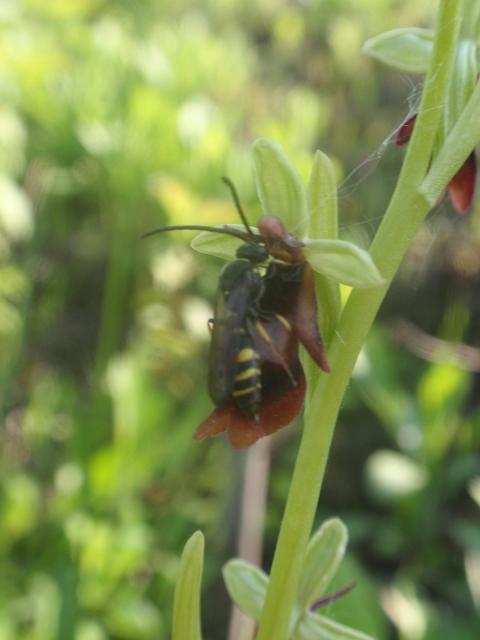 Argogorytes mystaceus (L., 1761)  su Ophrys insectifera